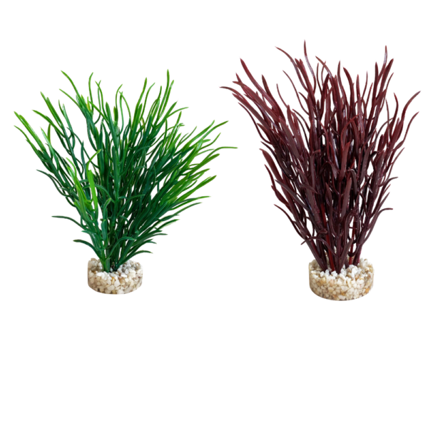 Planta Sea Grass Medium 20 CM