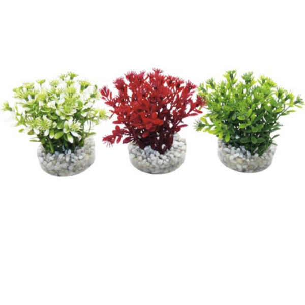 Planta Nano Flowering Bush 10 CM