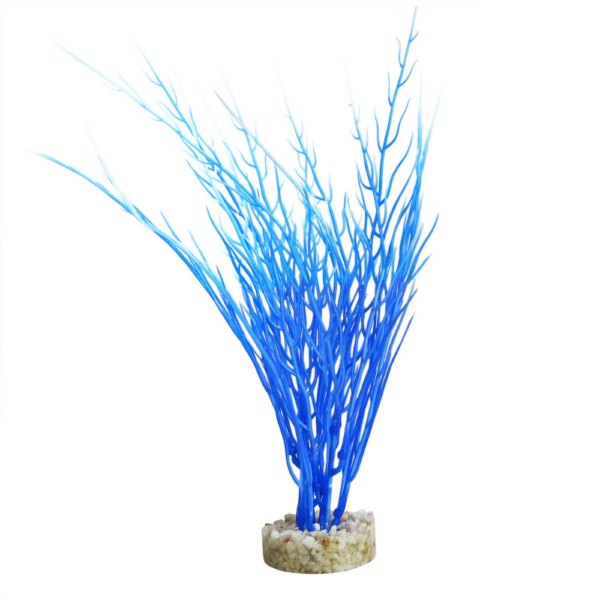 Planta Acorus Blue Ocean 26 CM